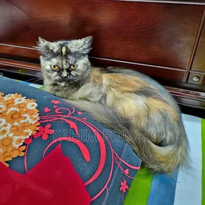1+ Year Female Purebred Persian