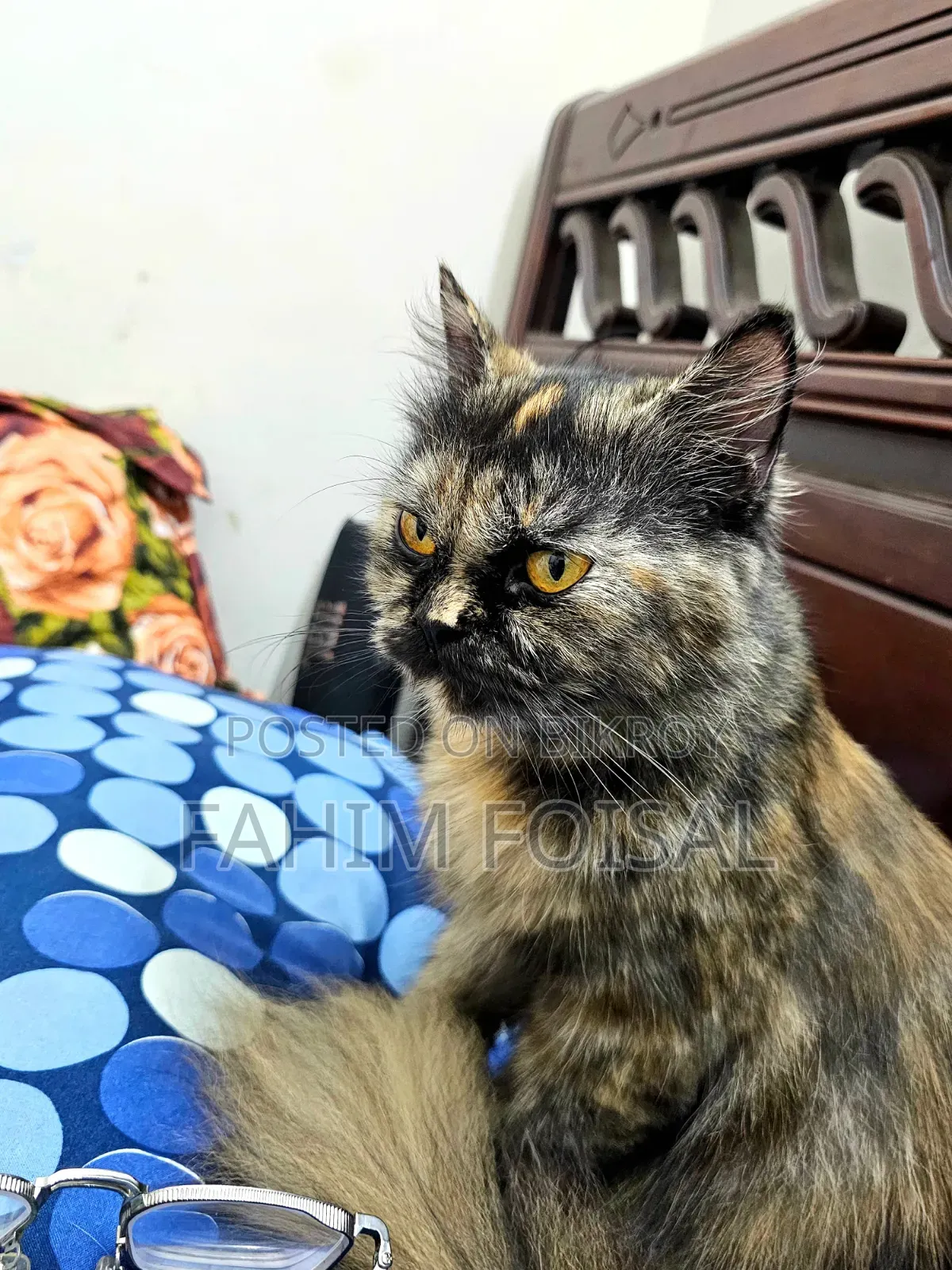 1+ Year Female Purebred Persian