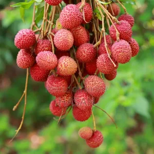 বাগানের লিচু