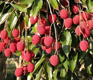 বাগানের লিচু
