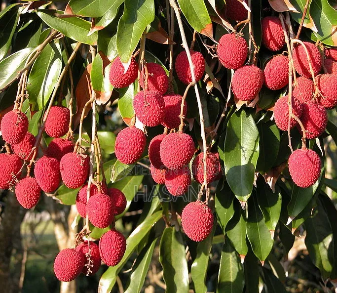 বাগানের লিচু
