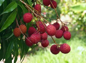 বাগানের লিচু