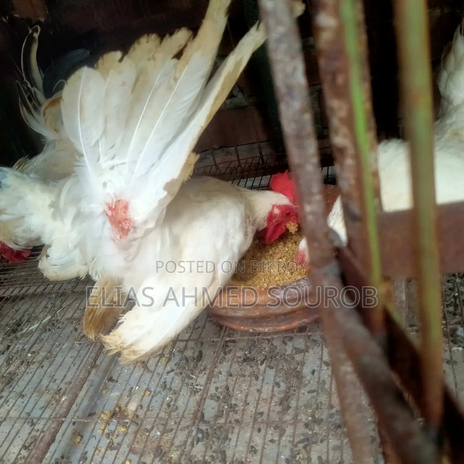 Black Tail and White Tail, Japanese Bantam