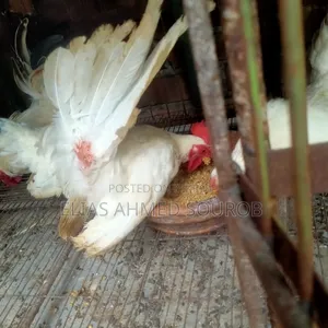 Black Tail and White Tail, Japanese Bantam
