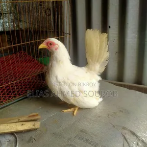 Black Tail and White Tail, Japanese Bantam