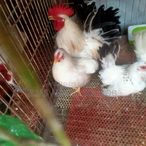 Black Tail and White Tail, Japanese Bantam