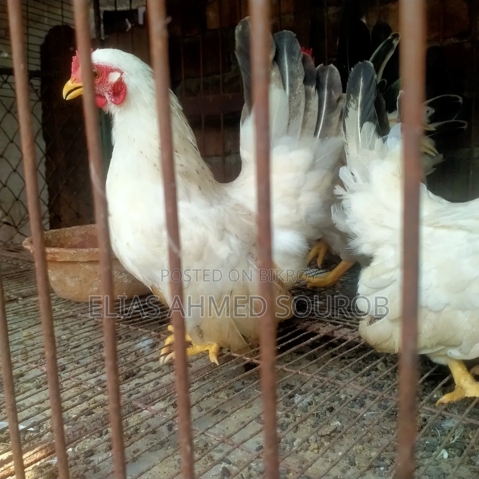 Black Tail and White Tail, Japanese Bantam