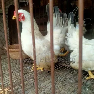 Black Tail and White Tail, Japanese Bantam