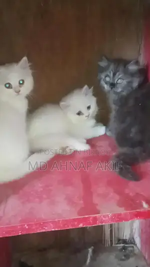 ১-৩ মাস বয়সী পুরুষ পিওরব্রেড পার্সিয়ান