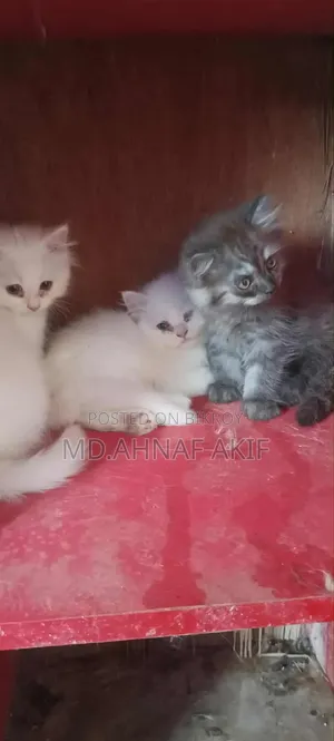 1-3 Months Male Purebred Persian