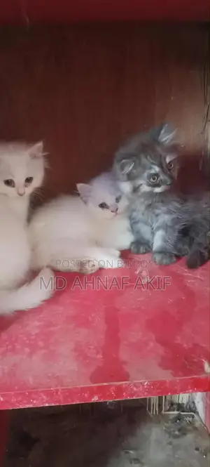 ১-৩ মাস বয়সী পুরুষ পিওরব্রেড পার্সিয়ান