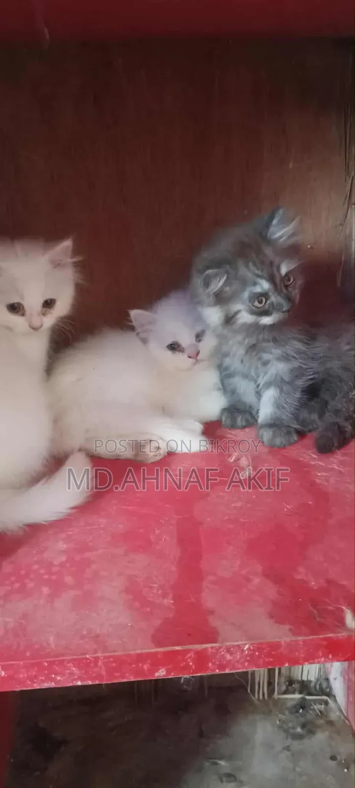 1-3 Months Male Purebred Persian