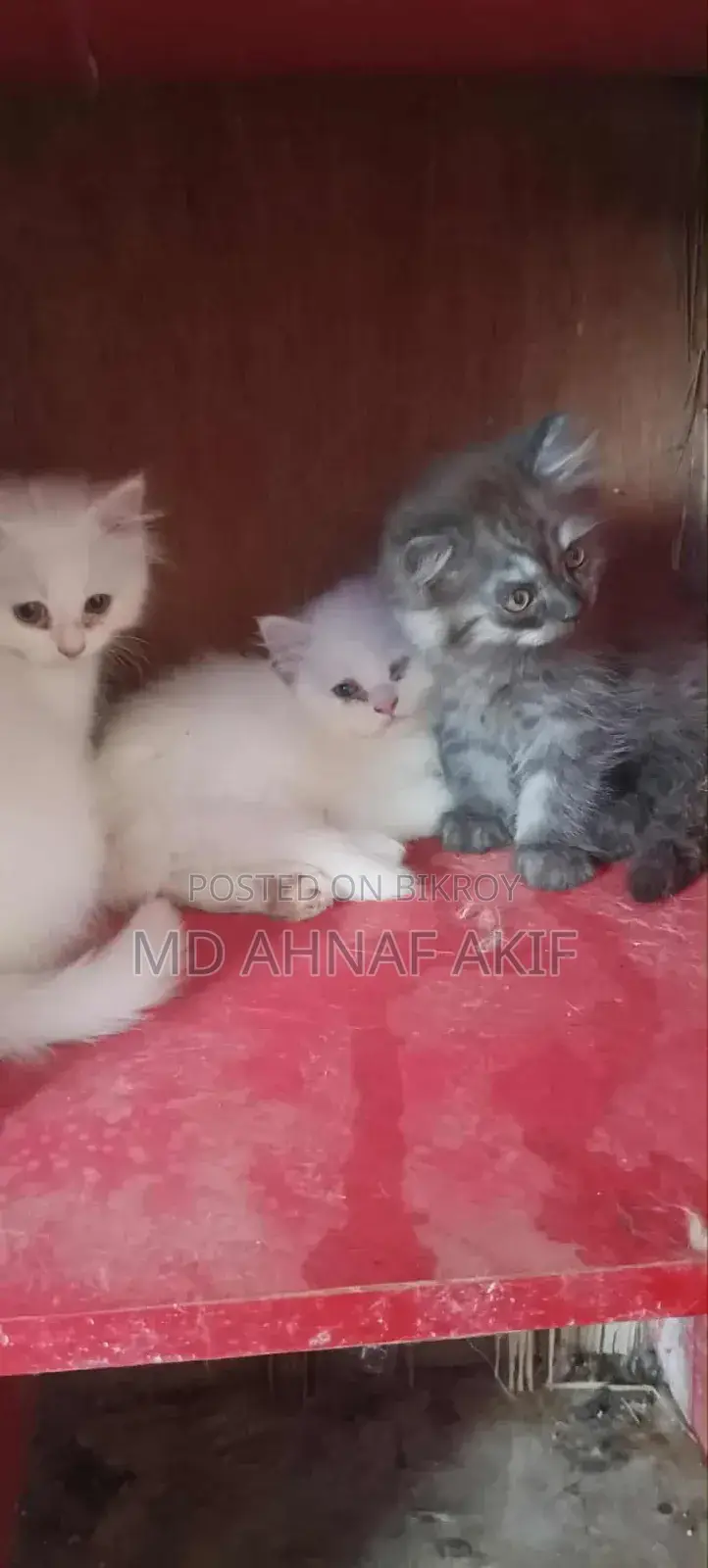 ১-৩ মাস বয়সী পুরুষ পিওরব্রেড পার্সিয়ান