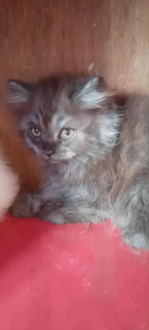 1-3 Months Male Purebred Persian