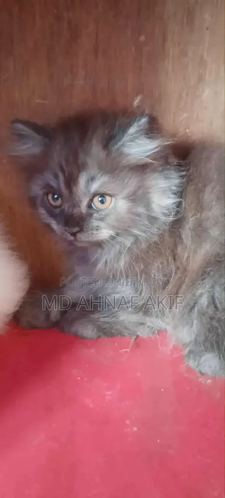 ১-৩ মাস বয়সী পুরুষ পিওরব্রেড পার্সিয়ান