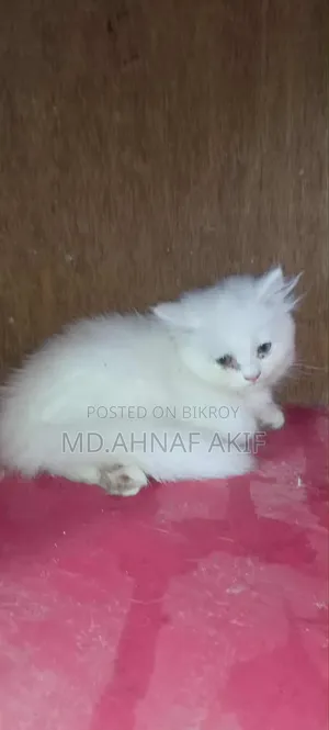 1-3 Months Male Purebred Persian