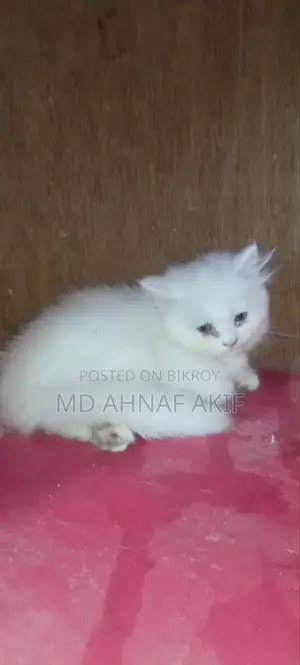 ১-৩ মাস বয়সী পুরুষ পিওরব্রেড পার্সিয়ান