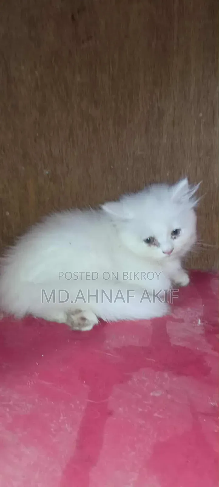 1-3 Months Male Purebred Persian