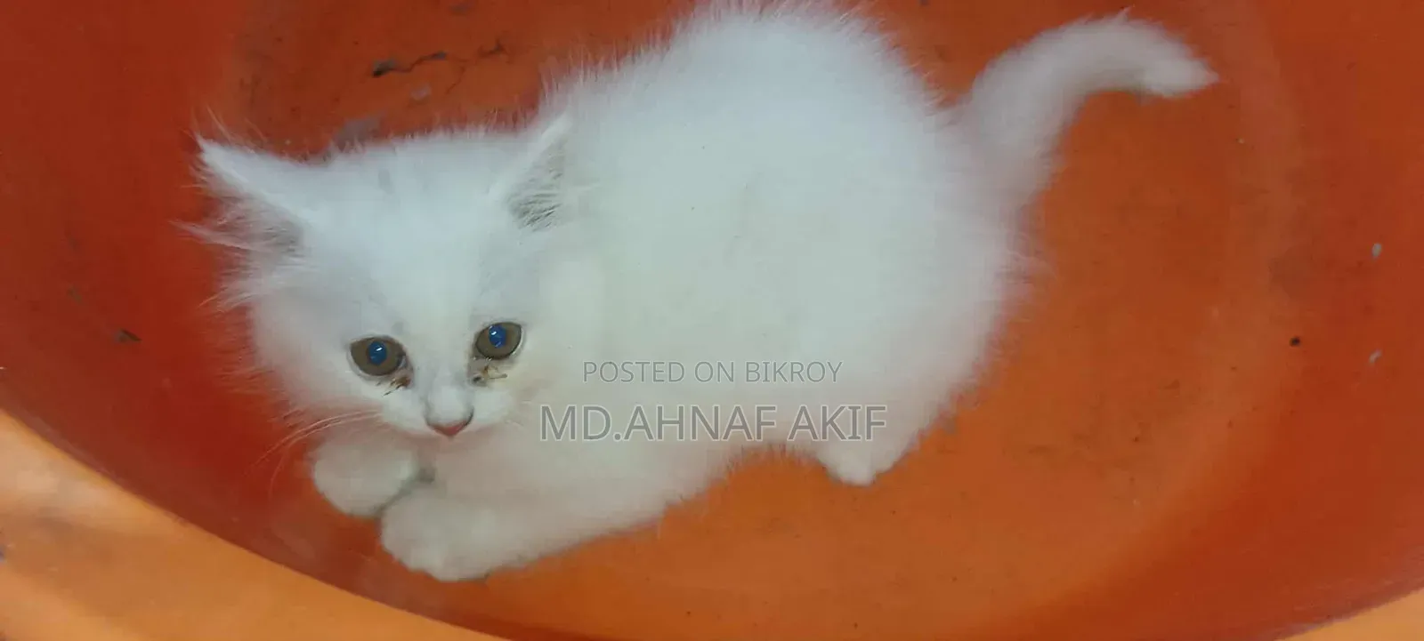 1-3 Months Male Purebred Persian