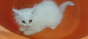 1-3 Months Male Purebred Persian