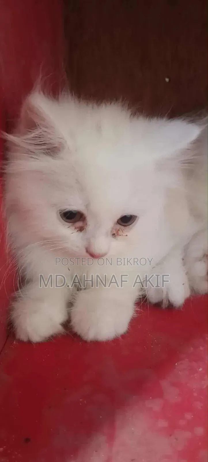 1-3 Months Male Purebred Persian