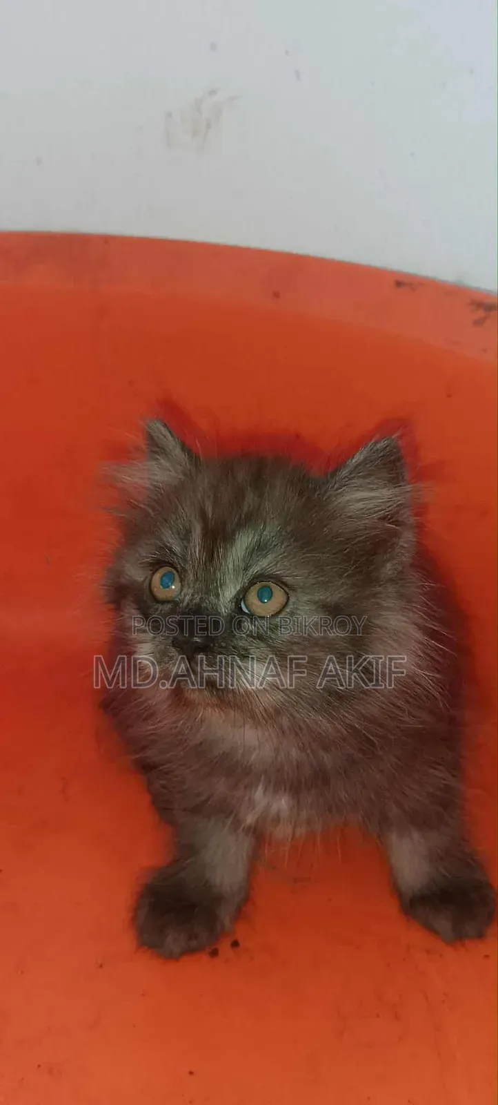 1-3 Months Male Purebred Persian