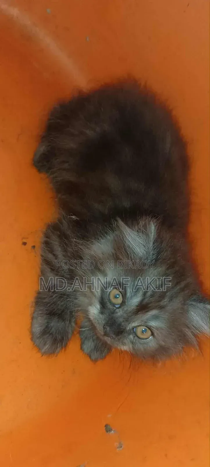 1-3 Months Male Purebred Persian