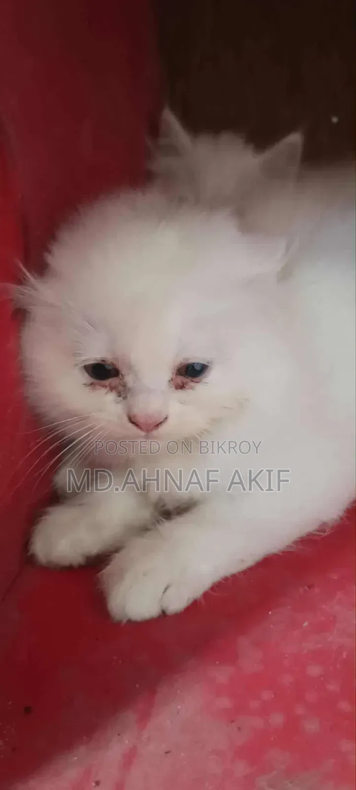 1-3 Months Male Purebred Persian