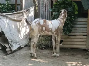 Qurbani Goat for Sale