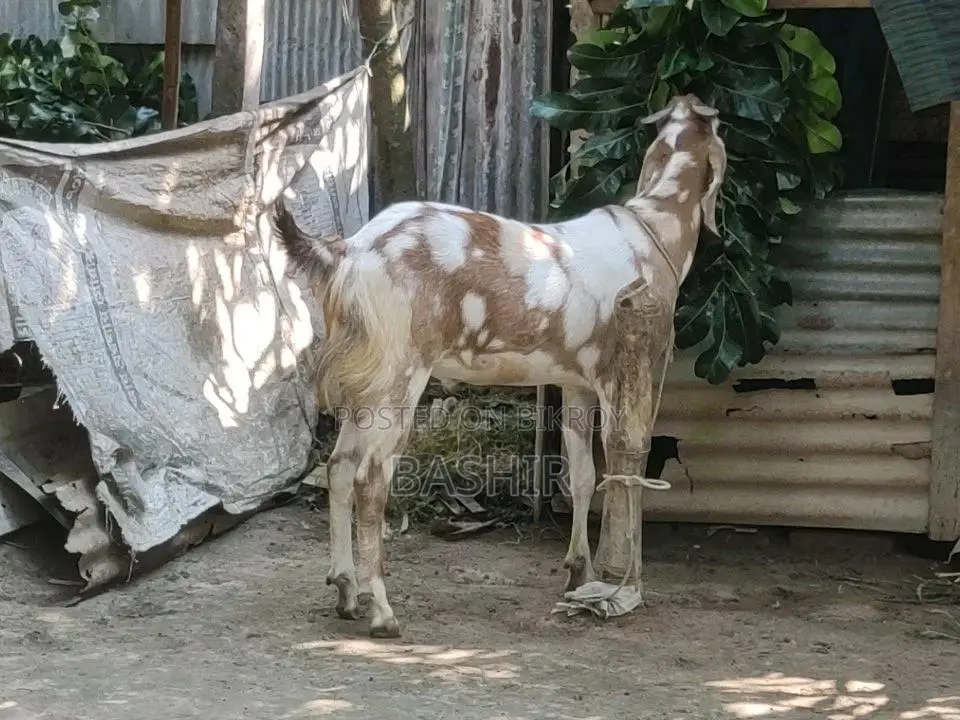 Qurbani Goat for Sale