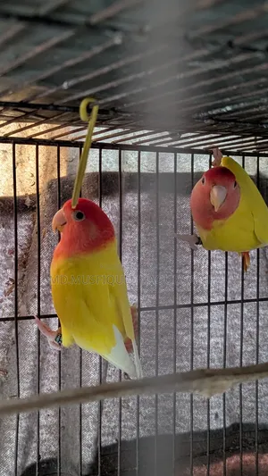 Love Bird Running Pair