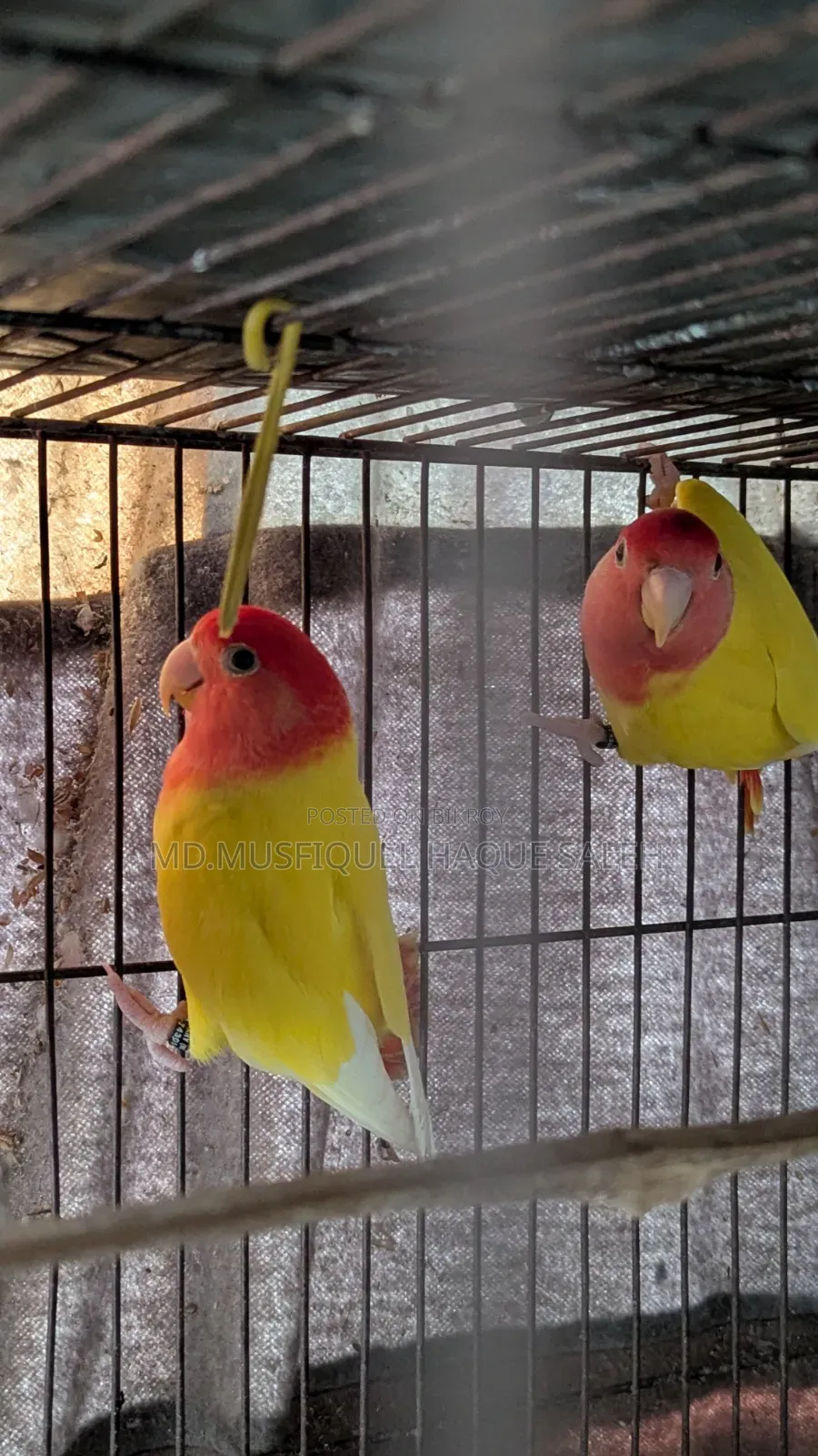 Love Bird Running Pair