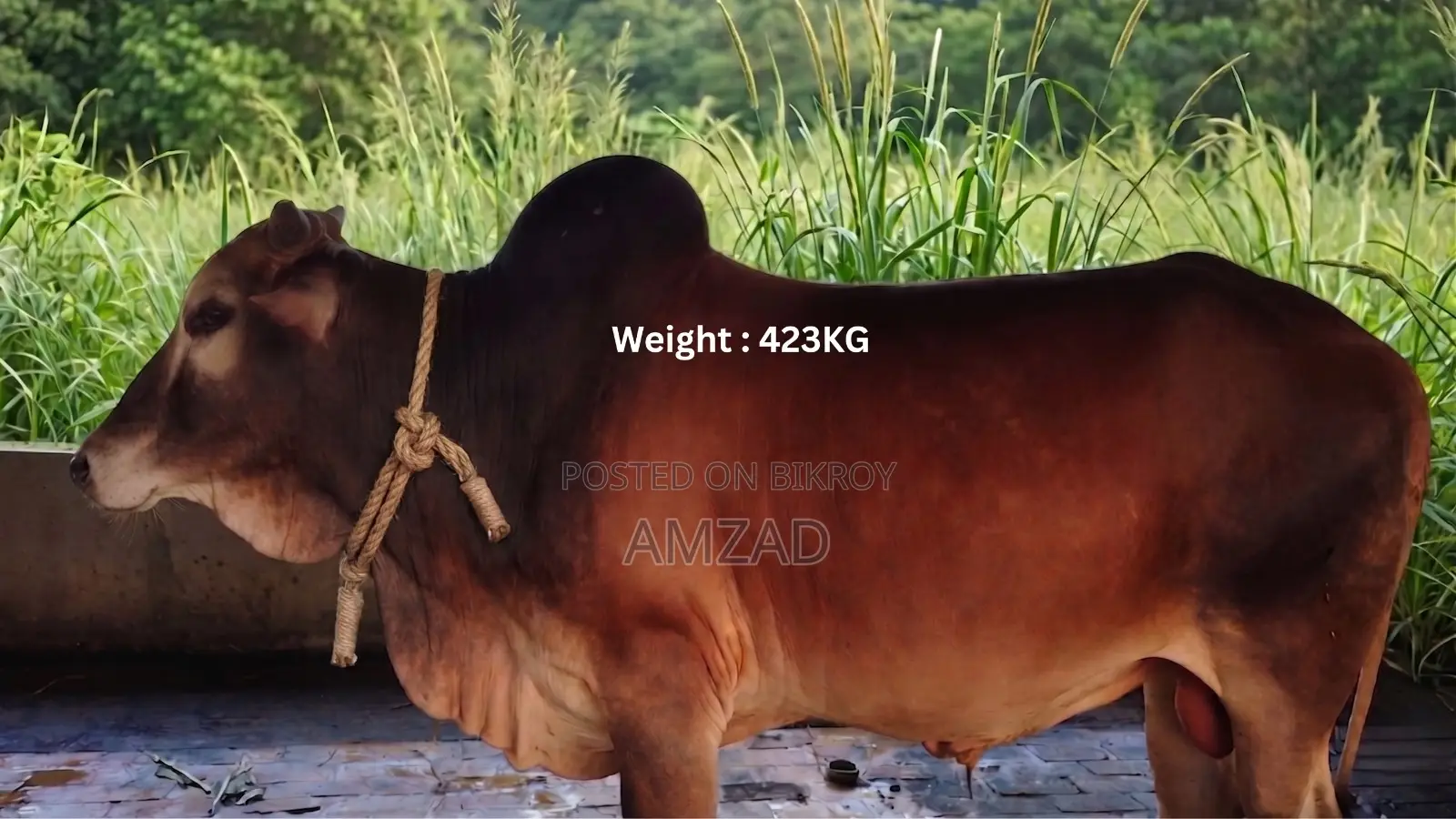 Sahiwal Breed Bull for Sale