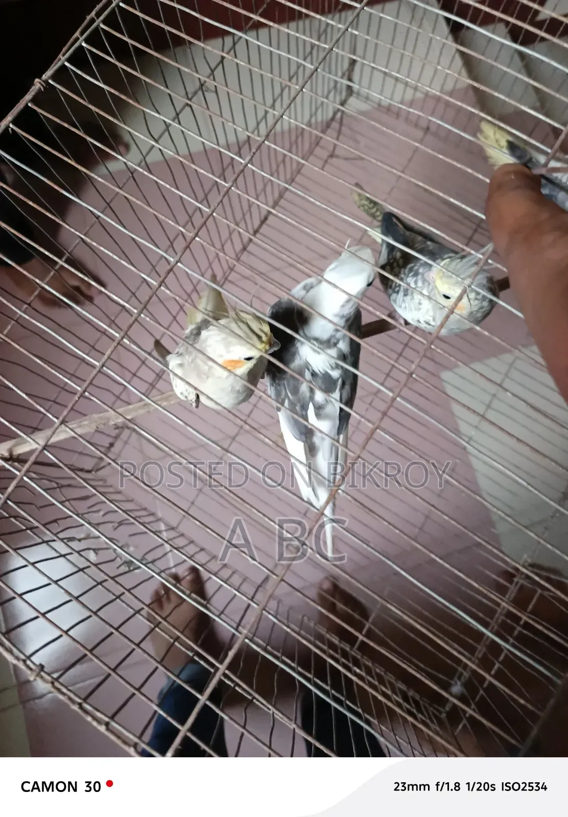 Cockatiel Birds