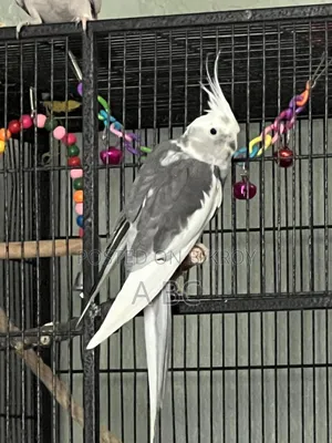 Cockatiel Birds