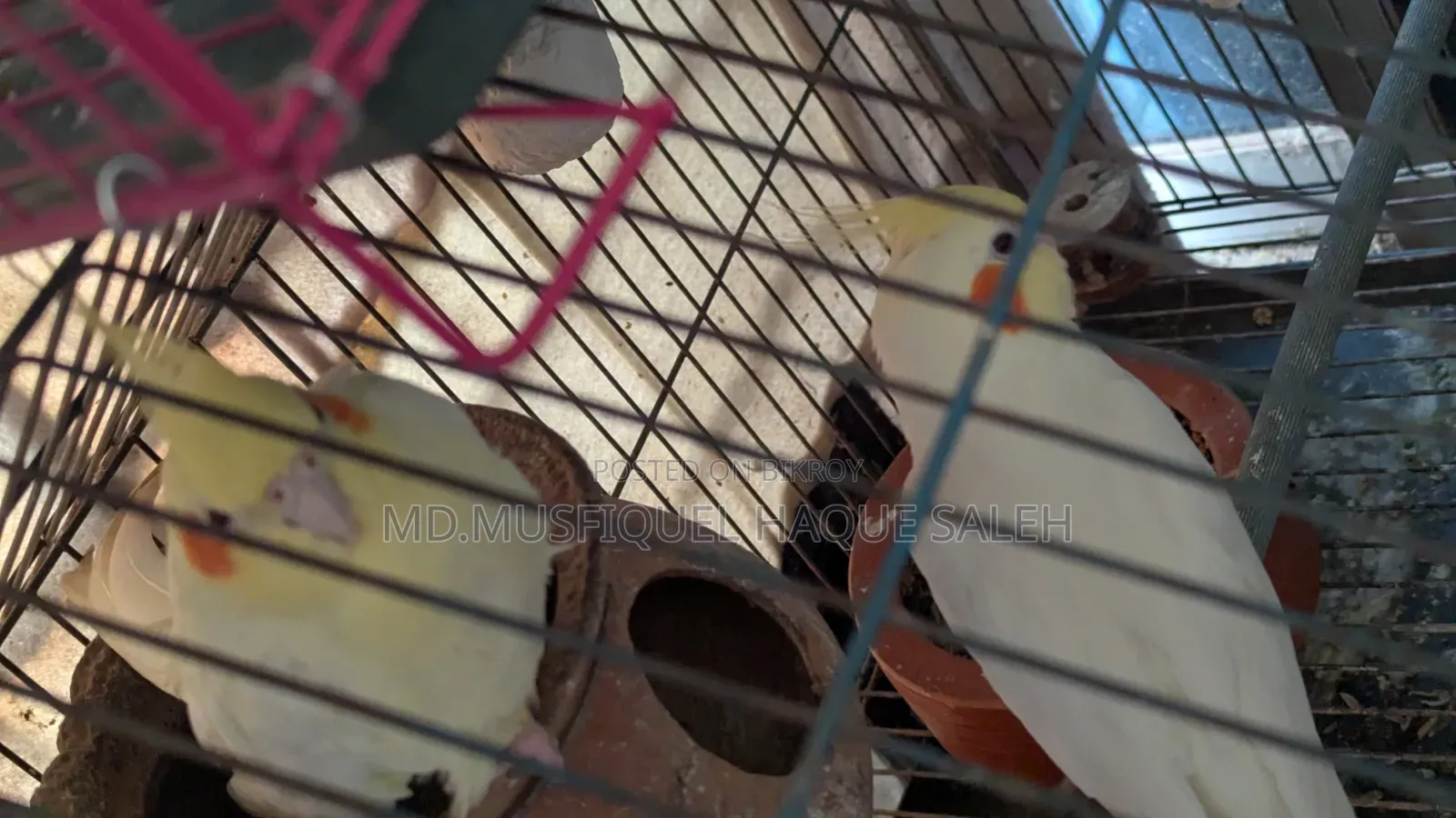 Cockatiel Bird Running Pair