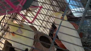 Cockatiel Bird Running Pair