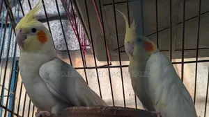 Cockatiel Bird Running Pair