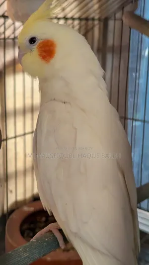 Cockatiel Bird Running Pair