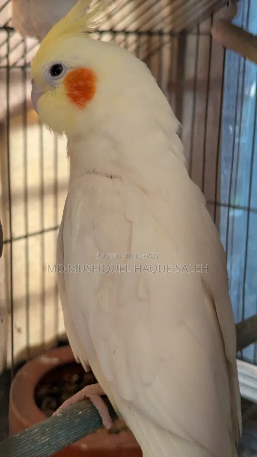 Cockatiel Bird Running Pair