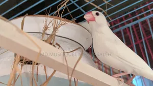 White Java Running Pair