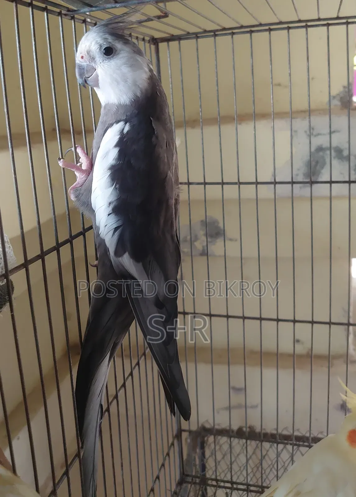 Cockatiel White Face Running