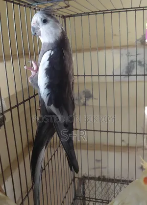 Cockatiel White Face Running