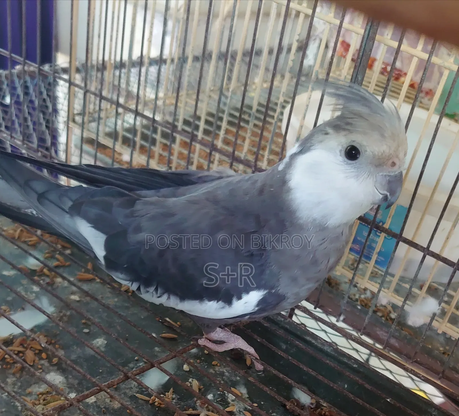 Cockatiel White Face Running