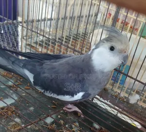 Cockatiel White Face Running