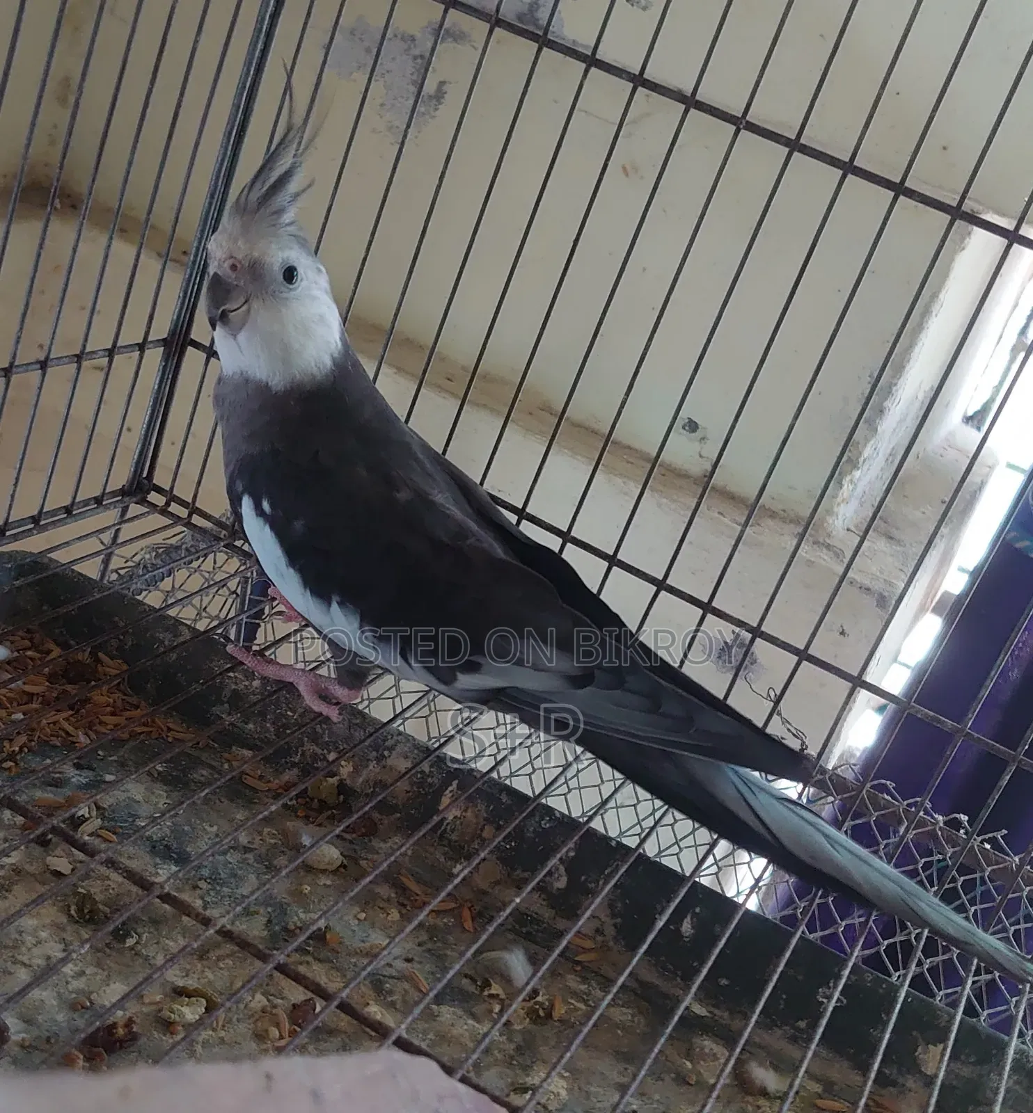 Cockatiel White Face Running
