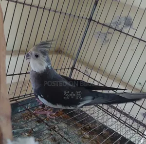 Cockatiel White Face Running