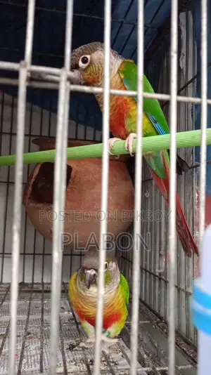 Conure, Cockatiel, Love Bird For Sale