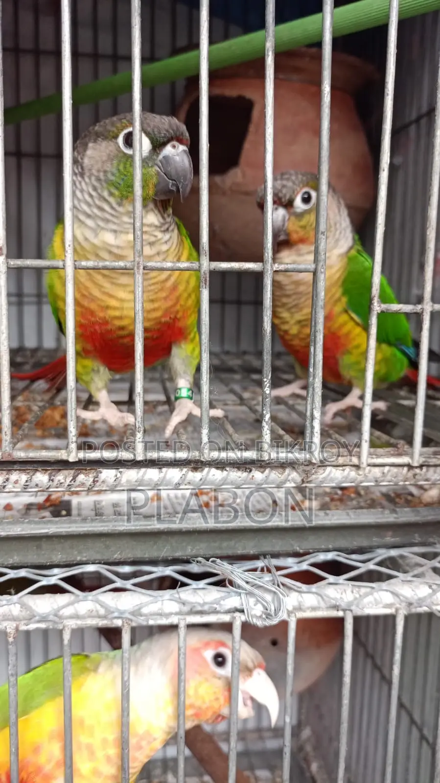 Conure, Cockatiel, Love Bird For Sale