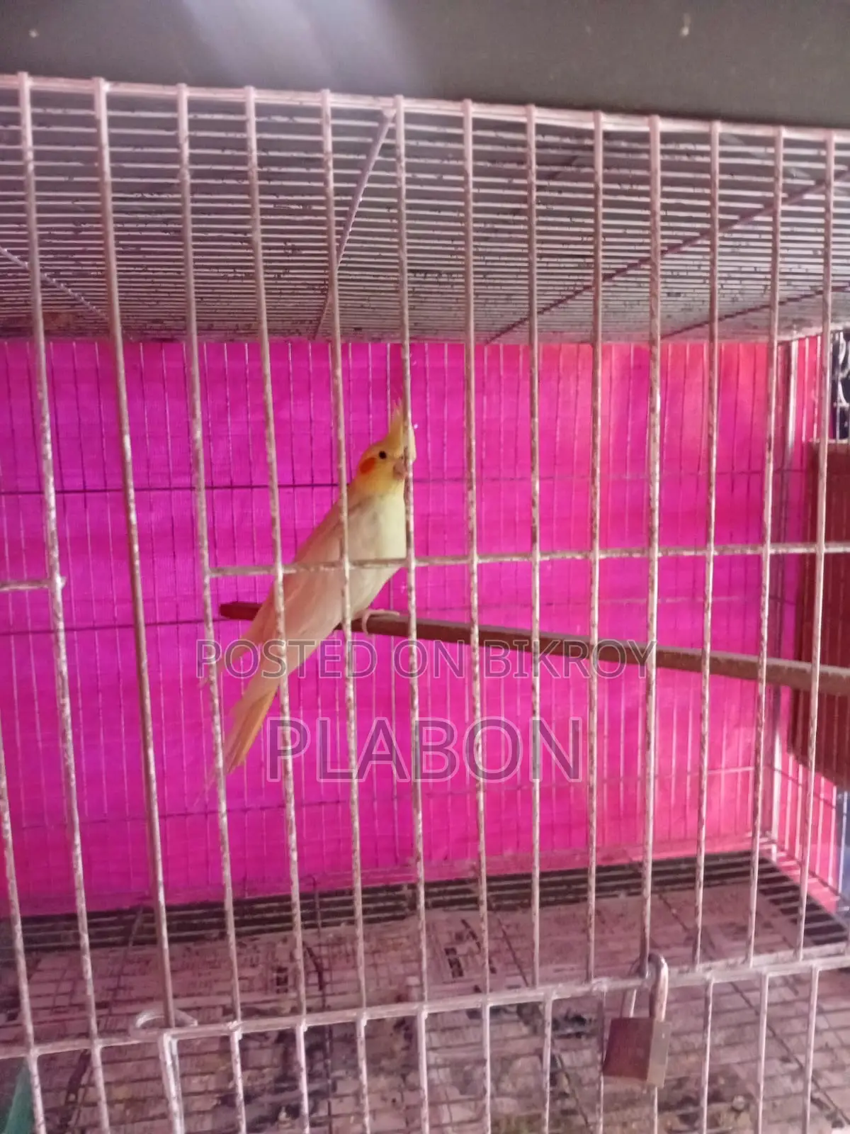 Conure, Cockatiel, Love Bird For Sale